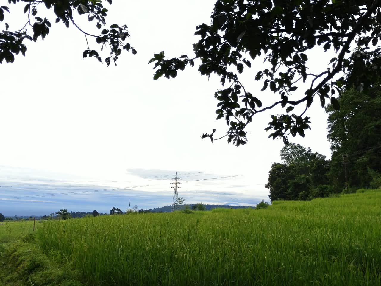 Dochula & Himalayan Valley Walks - Terraced Landscapes